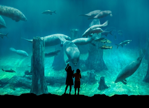 リバーワンダー